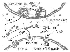 神经细胞冷知识大全？神经细胞介绍(神经细胞百度百科)