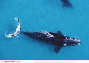 海中生物 俯视下庞大的鲸鱼高清桌面图片素 堆糖,美好生活研究所 