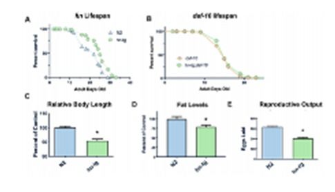 美科学家发现青春分子,或破解衰老密码