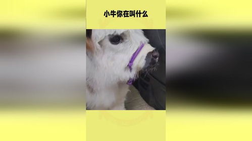 小牛你在叫什么