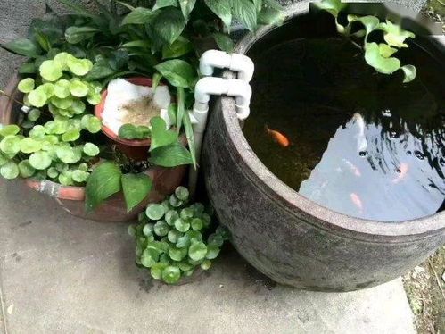 用水缸养龟是否可行