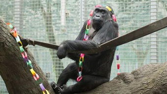 世界最年长圈养大猩猩去世 比预计寿命多活20年