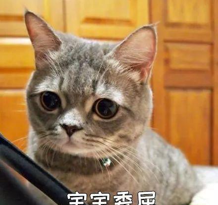 萌宠 我被我家猫骗了一千多块钱