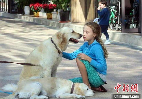 国际最新研究称,宠物狗或能改善幼童社交情绪发展