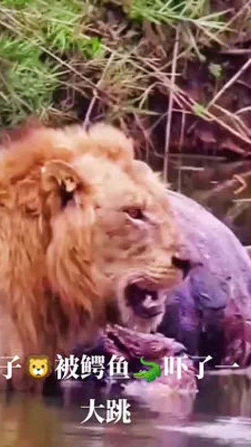 野生动物零距离 动物世界 动物 雄狮 狮子 万物皆有灵性 