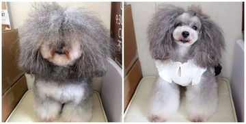 这位日本宠物美容师简直有毒,经他手美容的狗子们完全判若两狗 