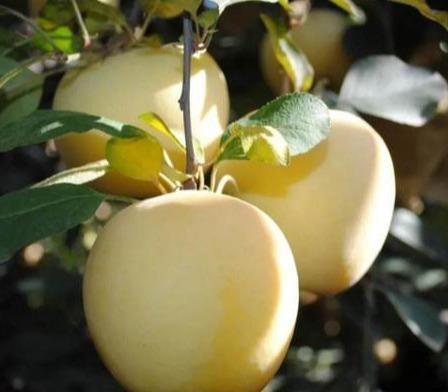 奶白色苹果是什么品种