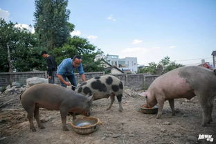 午餐准备 小猪喂养 让劳动变成一件快乐有趣的事