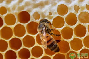 冬季如何给蜜蜂喂养饲料 老蜂农教你让蜜蜂安全越冬的方法