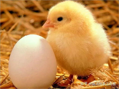 原来小鸡是这么诞生的 姚鸿明手工高端鸟粮鸟食鸟饲料 农科院检查优质鸟类食品 