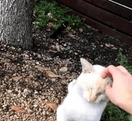 男子路边遇到流浪猫,喊它过来喂点猫粮给它,猫咪一抬头男子懵