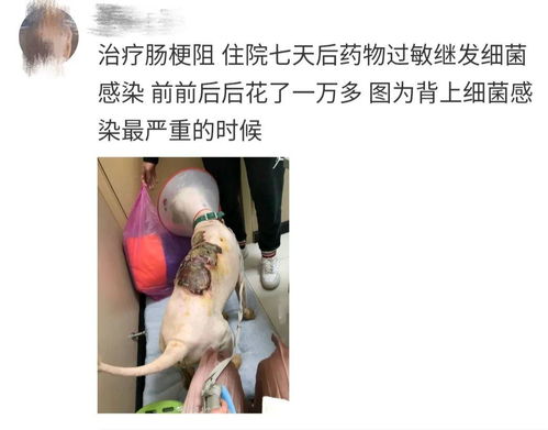 男人的消费价值不如狗 我花钱养我的狗,关你什么事