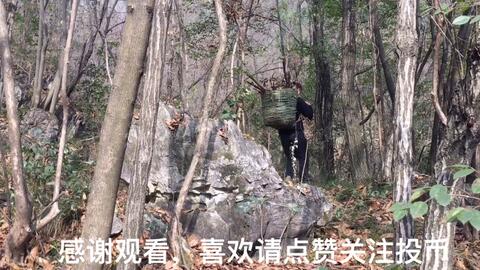 中国版澳洲小哥用竹篦子编织竹篓,背着上山收集柴火