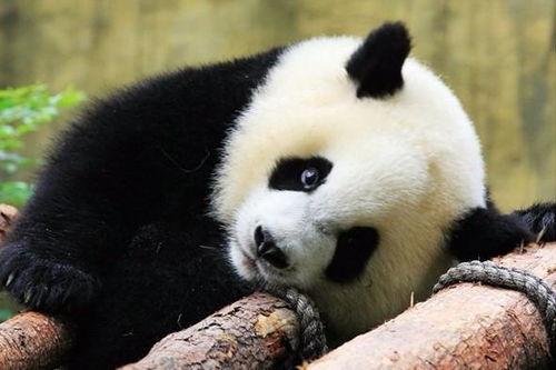 熊猫只在中国有吗,别的国家有没有呢 