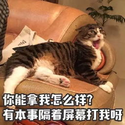 阿利森晒出举高高照片，努涅斯回复道：我爱你，我的猫咪