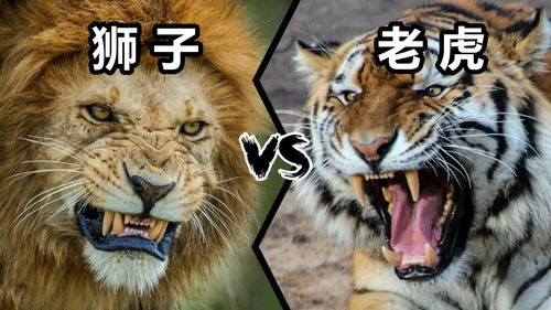 老虎vs狮子,谁才是真正的万兽之王 2022虎年先行版 