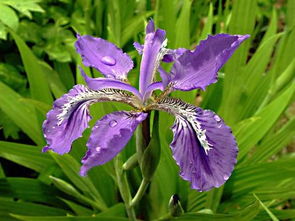 马兰花是花吗 