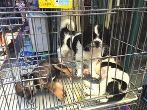 苏州市民宠物店买到 星期狗 到家后几天内死亡