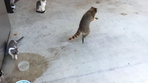 浣熊偷吃猫粮,抓一把就跑,好可爱啊 