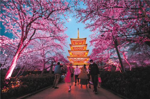 2023年武汉樱花花期,武汉：樱花要开了