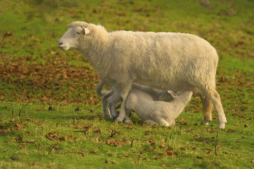 冬天母羊老是流产是怎么了 该怎么避免呢