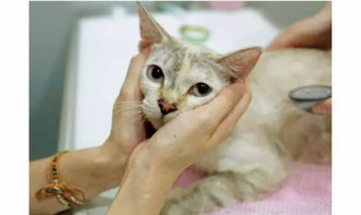第一次领养猫前需要知道的8件事 猫主子家庭领养指南 日本 乐活 