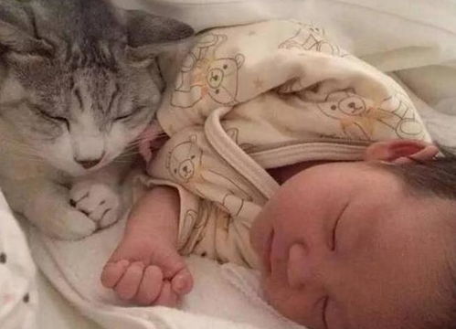 妻子怀孕丈夫担心家猫伤人想送走,宝宝出生后,却后悔自己的举动
