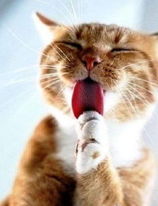 猫咪喂食化毛膏的剂量多少合适,化毛膏要天天吃吗 