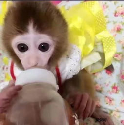 袖珍石猴多少钱可以买到一只,宠物石猴一只怎么购买