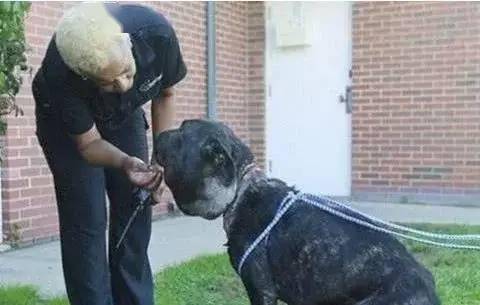 狗狗意外走失,三年后突然被警察找到,看到模样时泪奔