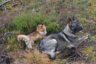 挪威宠物狗与狐狸嬉戏玩耍友谊深