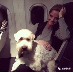 在中国可以带宠物进飞机客舱啦 内附正确打开姿势 