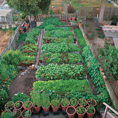 15个院子里的菜园,吃着自己种下的菜,收获满满的幸福