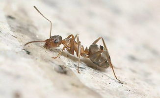 蚂蚁活动是什么东西吗