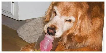 给狗狗吃花生,但怕花生卡住喉咙,这样一招解决