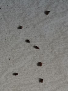 家里突然出现了很多这种小蟑螂地上,有没有人知道这是蟑螂卵还是已经长成蟑螂了 