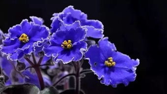 紫罗兰花在家里怎么养,丹麦紫罗兰怎么养？