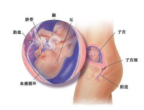 怀孕三个月男胎儿图(三个半月B超图怎么辨男女)