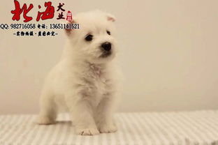 北京昌平区纯种西高地幼犬多少钱一只
