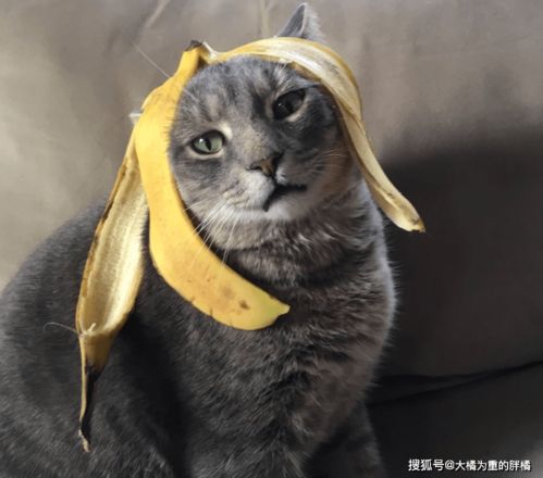 猫咪可以吃香蕉吗,三个月猫咪可以吃香蕉吗