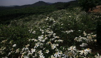 五月花开香满山去九江都昌赏纯白栀子花 信息阅读欣赏 信息村 K0w0m Com