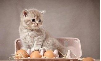 猫咪可以吃鸡蛋,但是这些注意事项你容易忽略哦