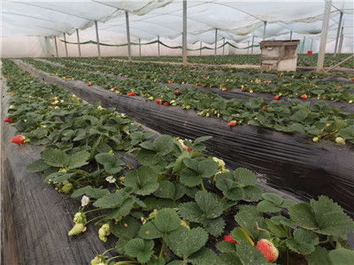 安阳草莓大棚 河南富农温室大棚 草莓大棚定制价格 