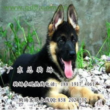 广州哪个狗场买狗比较便宜广州哪里有卖德国牧羊犬 