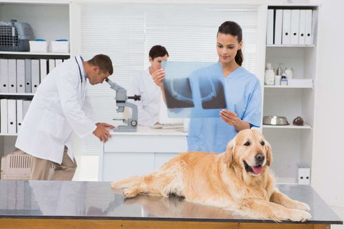 宠物医疗技术是什么 宠物医疗技术专业学什么