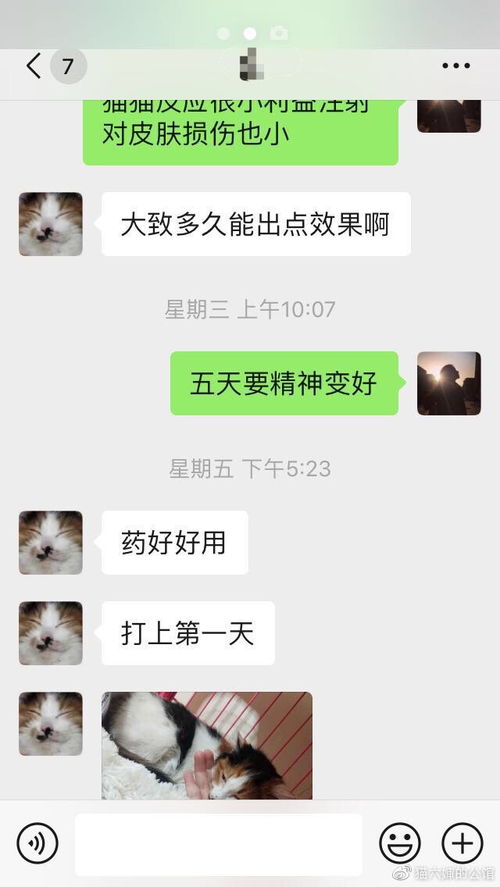 用441治疗猫传腹效果怎么样