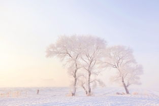 寒潮挺进 今年最美的雪景你见着了吗 