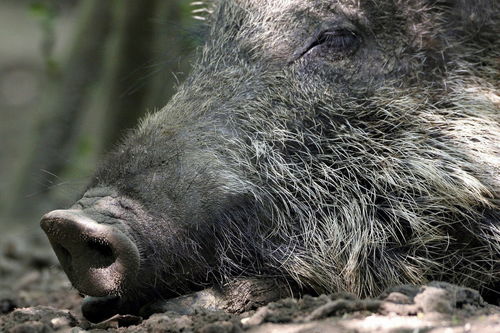 猪突豨勇 丛林尸体清道夫野猪,为何让人如此惧怕 害兽还是益兽