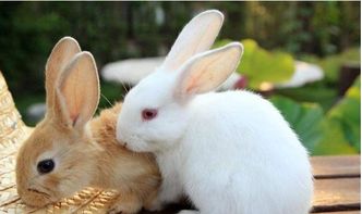 农村养殖兔子有什么禁忌