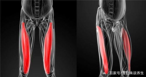 左大腿根内侧痛到底是怎么一回事 你真的知道吗 看专家的理解
